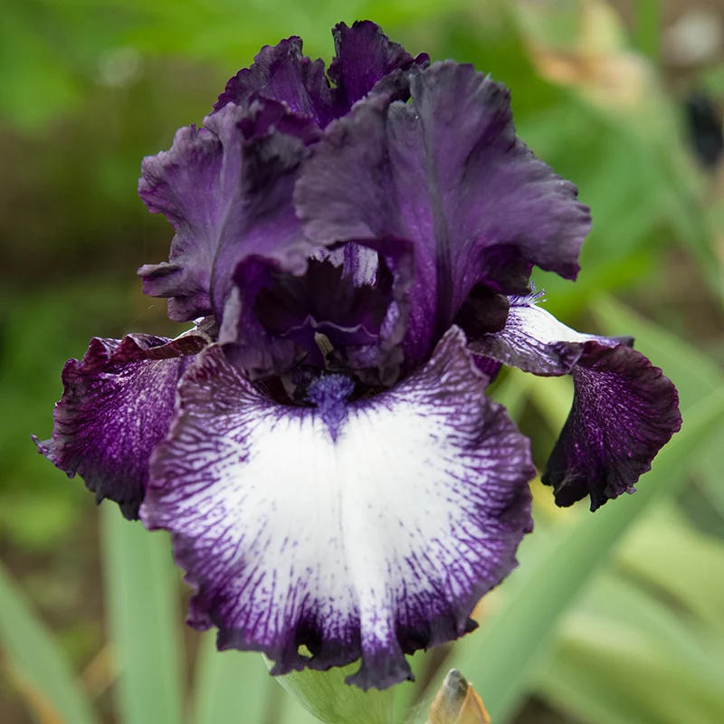 Oreo Bearded Iris - Image 2