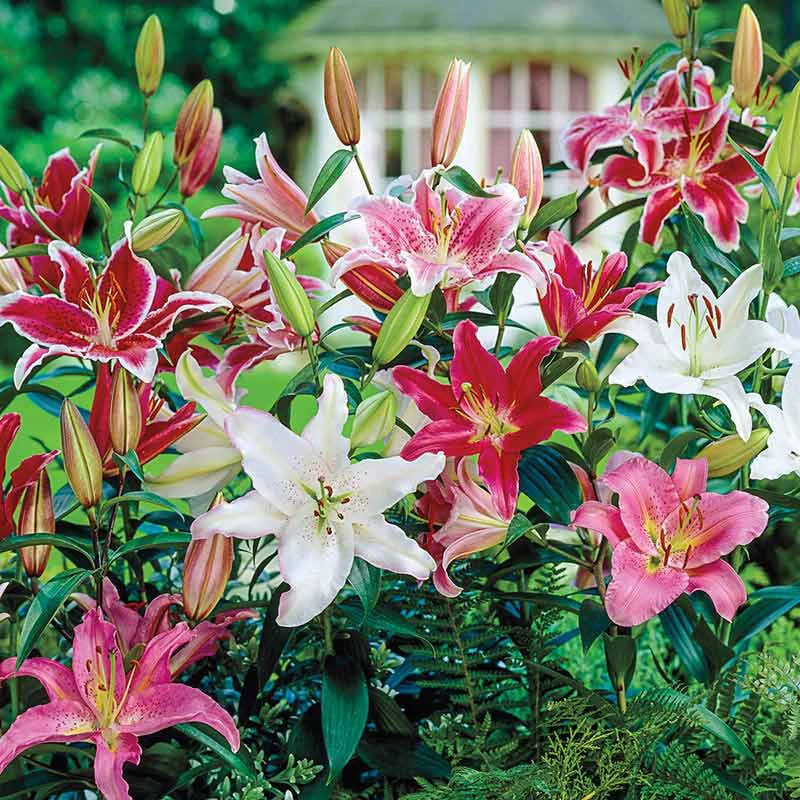Oriental Lily Mix - Image 2