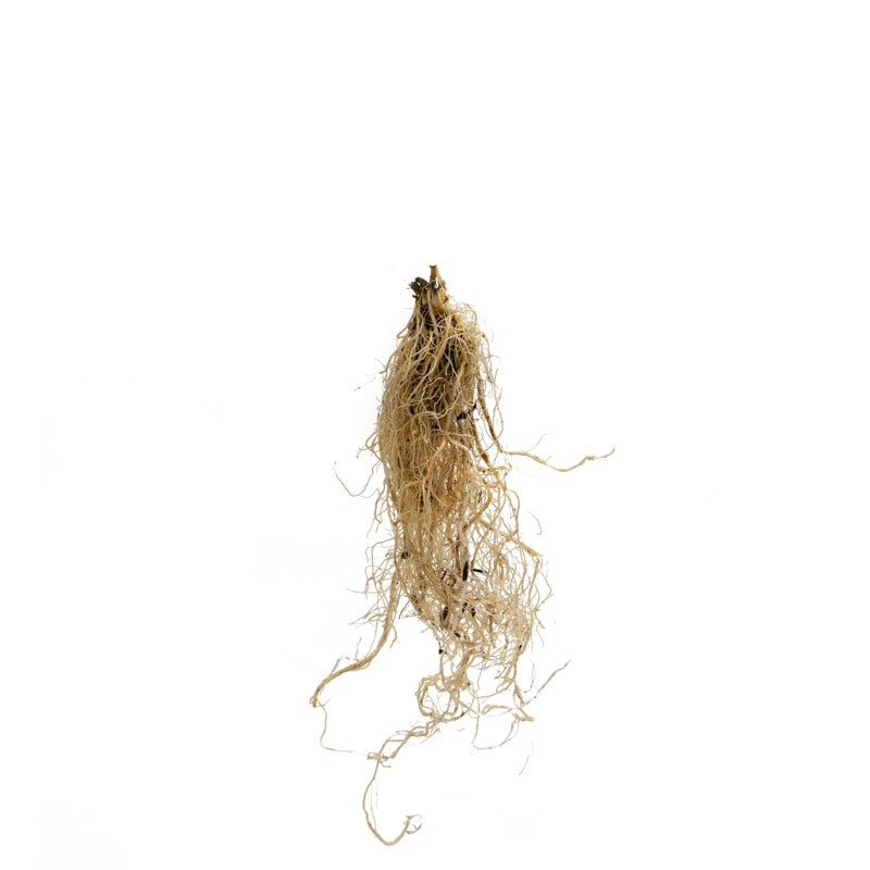 Ostrich Fern - Image 2