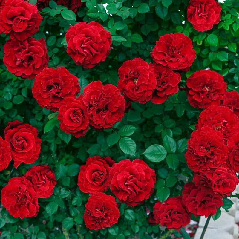 Our Choice Jumbo Climbing Rose - Image 2