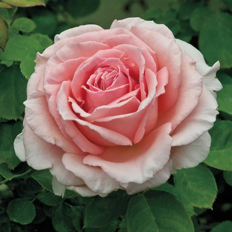 Our Choice Jumbo Climbing Rose - Image 3