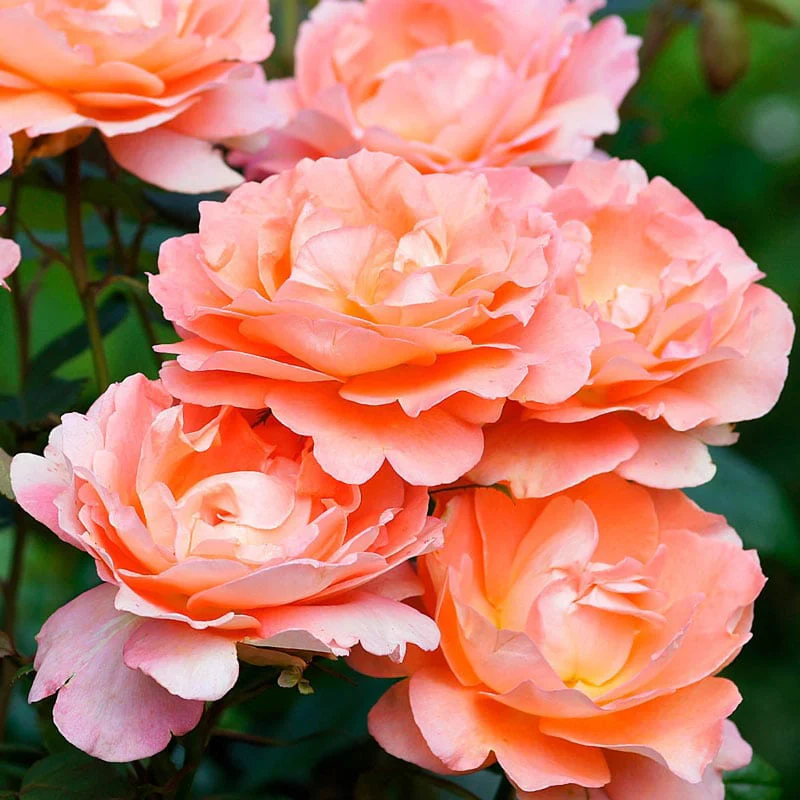 Our Choice Jumbo Climbing Rose - Image 4
