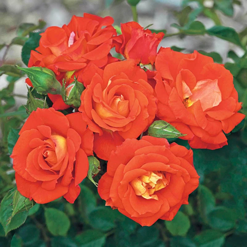 Our Choice Jumbo Climbing Rose - Image 5
