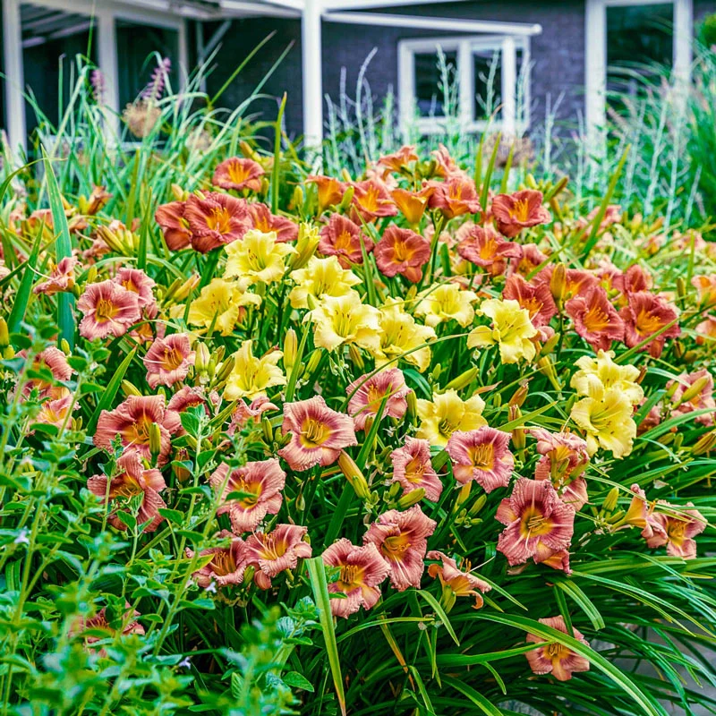 Our Choice Daylily