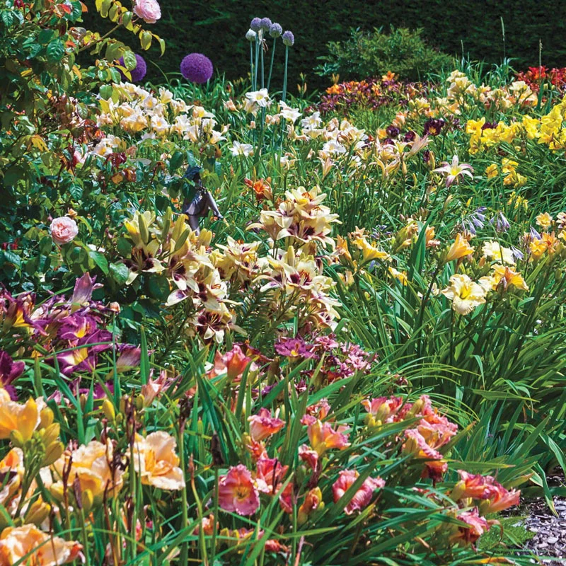 Our Choice Daylily - Image 2