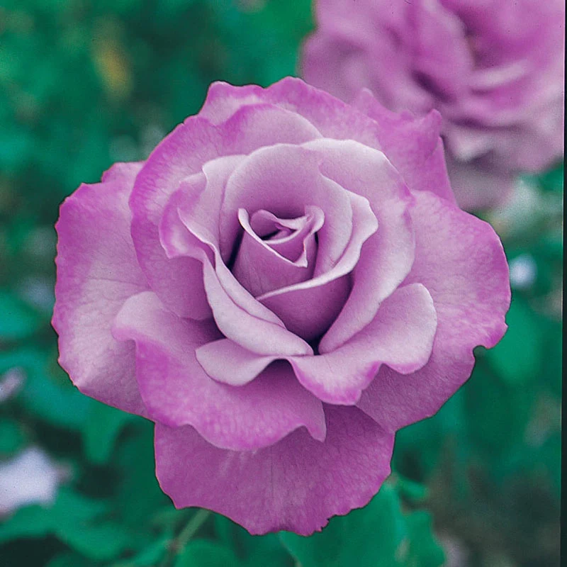 Our Choice Jumbo Floribunda Rose - Image 2