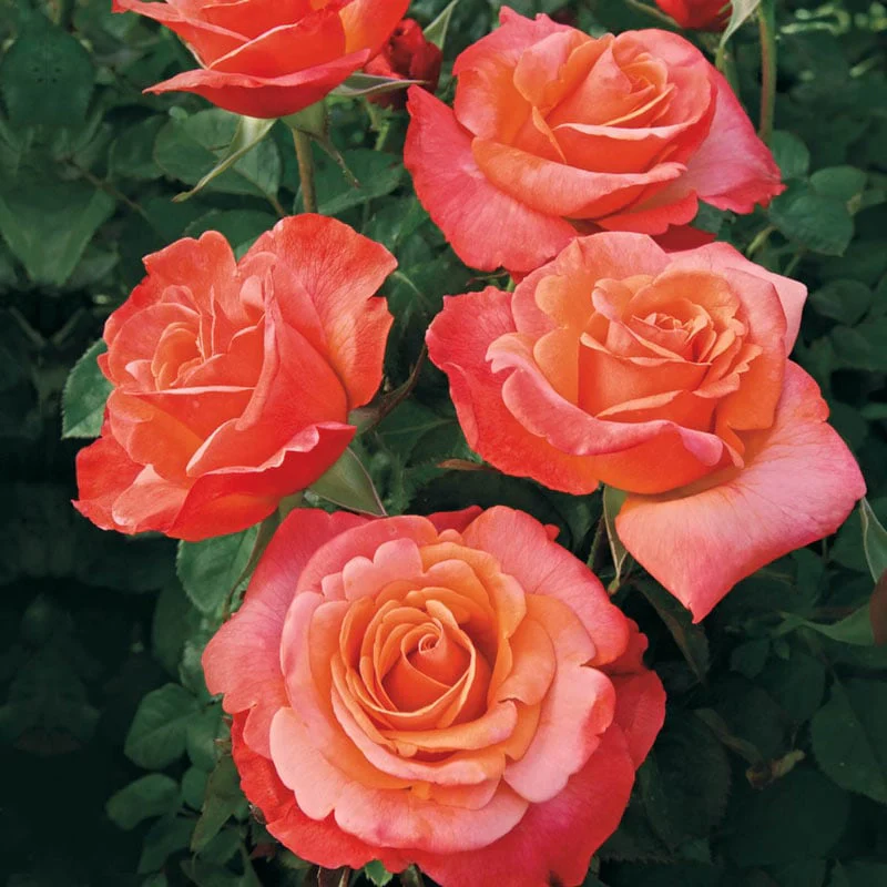 Our Choice Jumbo Floribunda Rose - Image 3