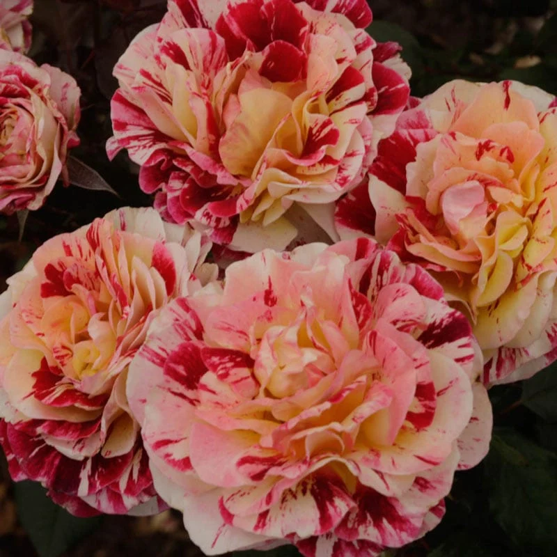 Our Choice Jumbo Floribunda Rose - Image 4