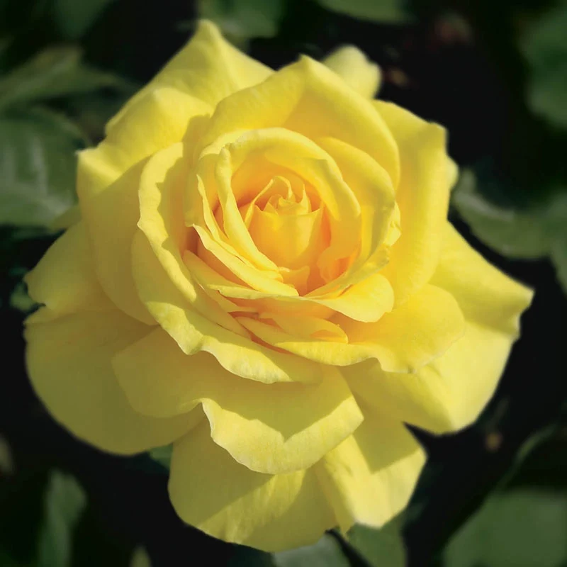 Our Choice Jumbo Floribunda Rose - Image 5