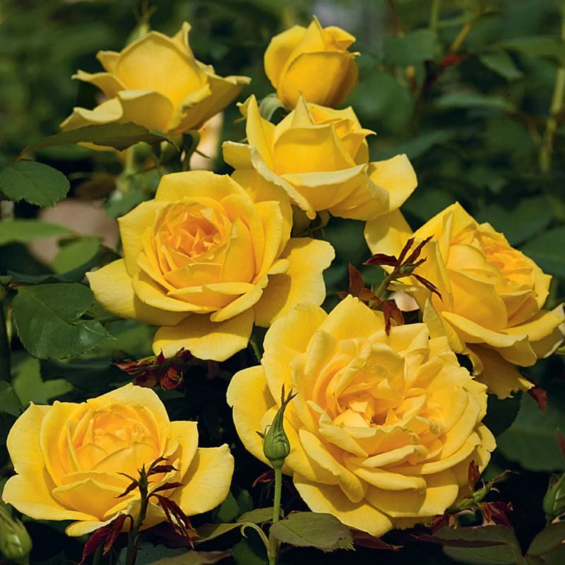 Our Choice Jumbo Grandiflora Rose - Image 2