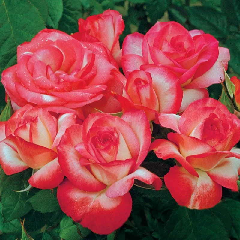 Our Choice Jumbo Grandiflora Rose - Image 3