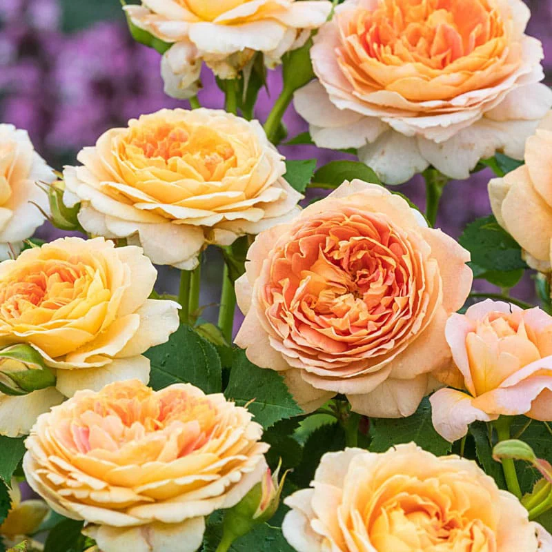 Our Choice Jumbo Grandiflora Rose - Image 4