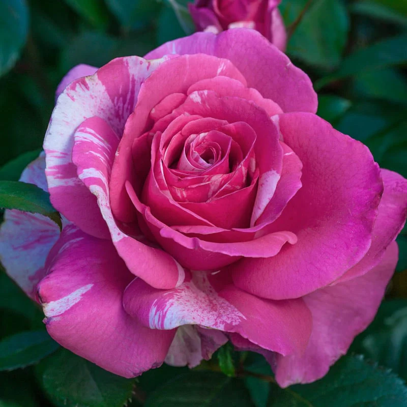 Our Choice Jumbo Grandiflora Rose - Image 5