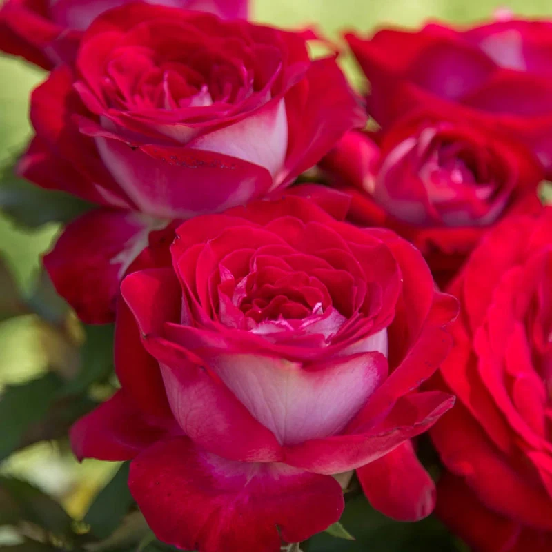 Our Choice Jumbo Hybrid Tea Rose - Image 3