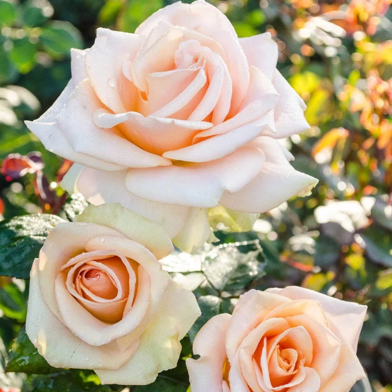 Our Choice Jumbo Hybrid Tea Rose - Image 4