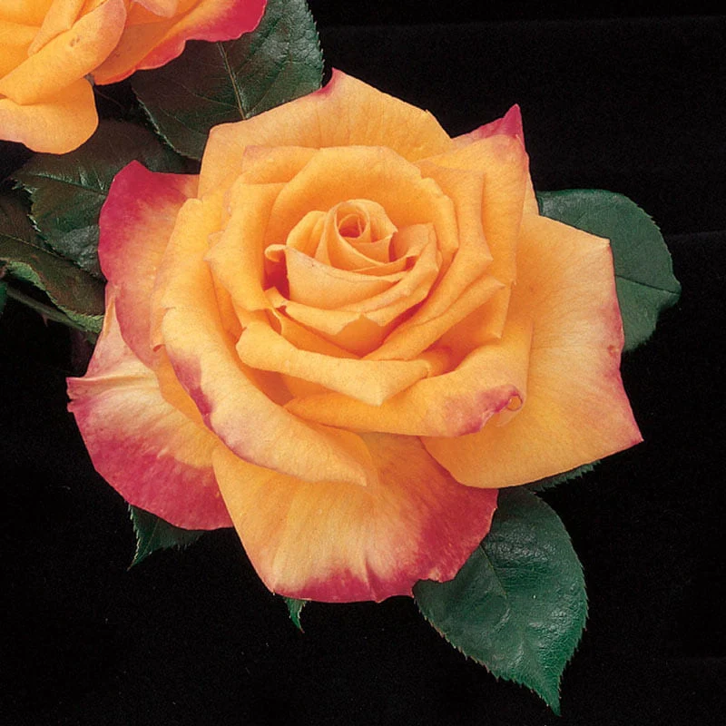 Our Choice Jumbo Hybrid Tea Rose - Image 5