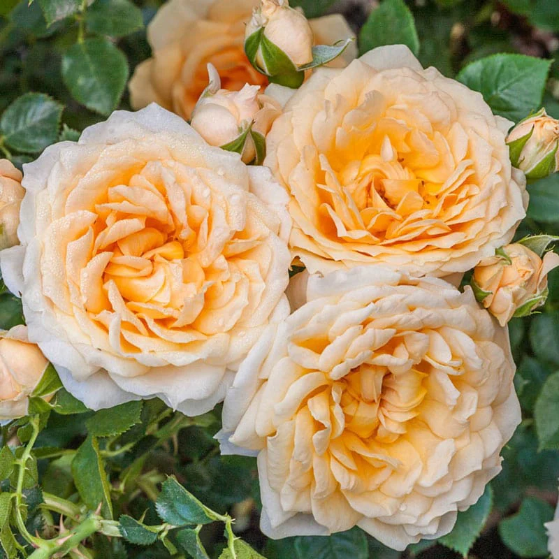 Our Choice Jumbo Shrub Rose - Image 2