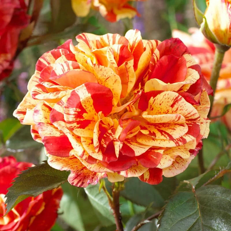 Our Choice Jumbo Shrub Rose - Image 3