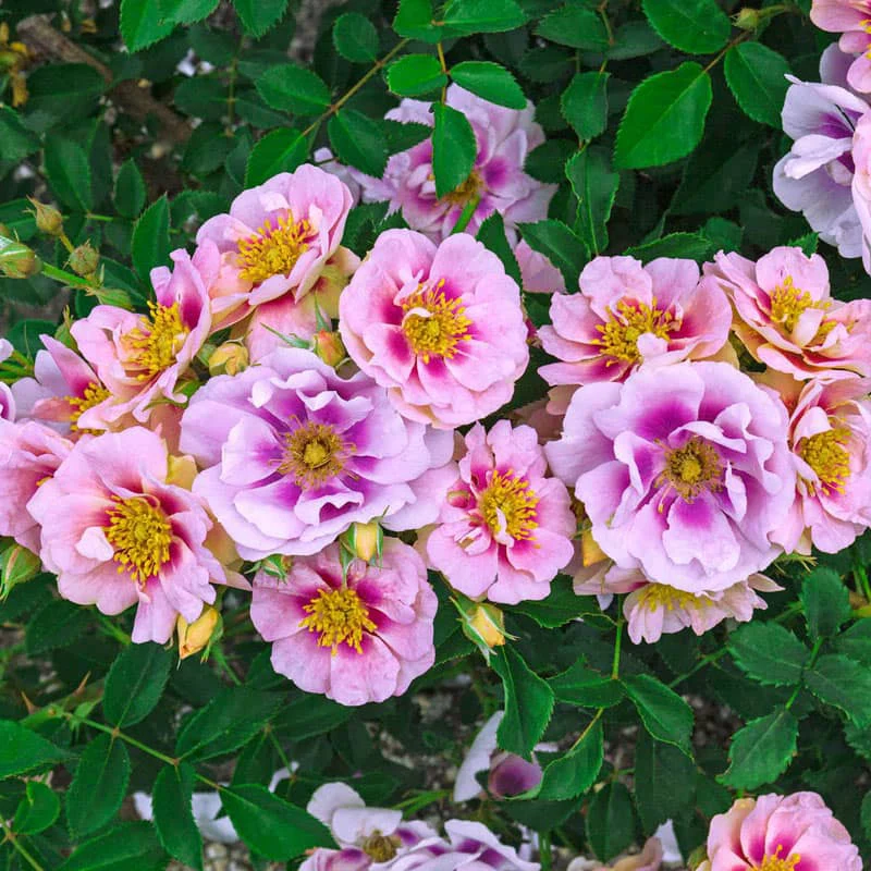 Our Choice Jumbo Shrub Rose - Image 4