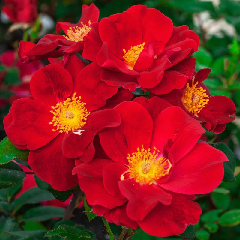 Our Choice Jumbo Shrub Rose - Image 5