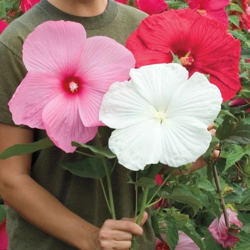 Our Choice Perennial Hibiscus