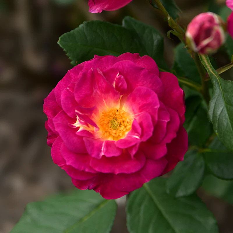 Outta the Blue™ Shrub Rose - Image 6