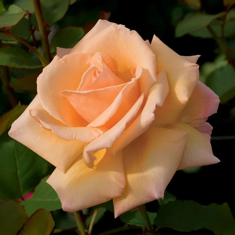 Over the Moon™ Hybrid Tea Rose