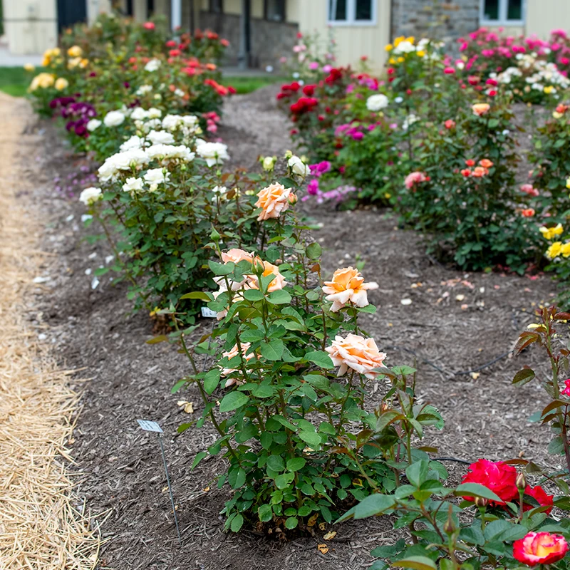 Over the Moon™ Hybrid Tea Rose - Image 2