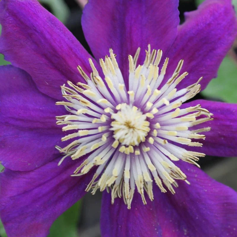 Clematis Pacific Cup - Image 2