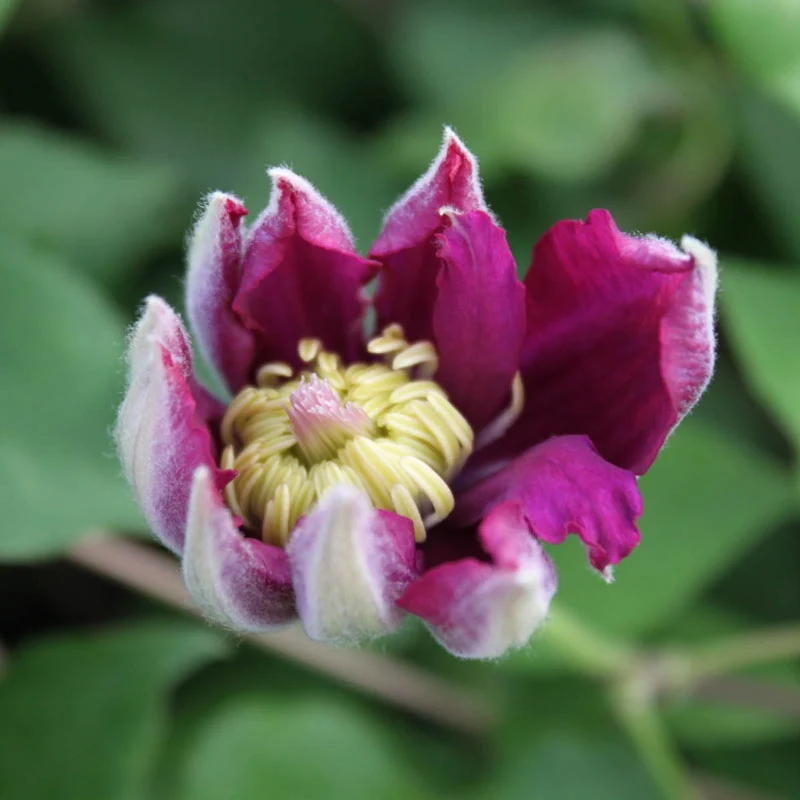 Clematis Pacific Cup - Image 3