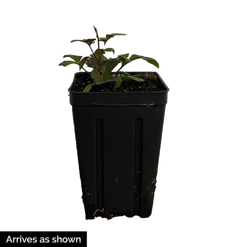 Clematis Pacific Cup - Image 4