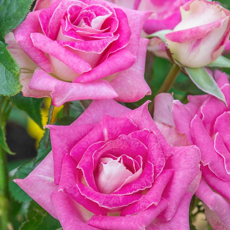 Painted Porcelain Hybrid Tea Rose