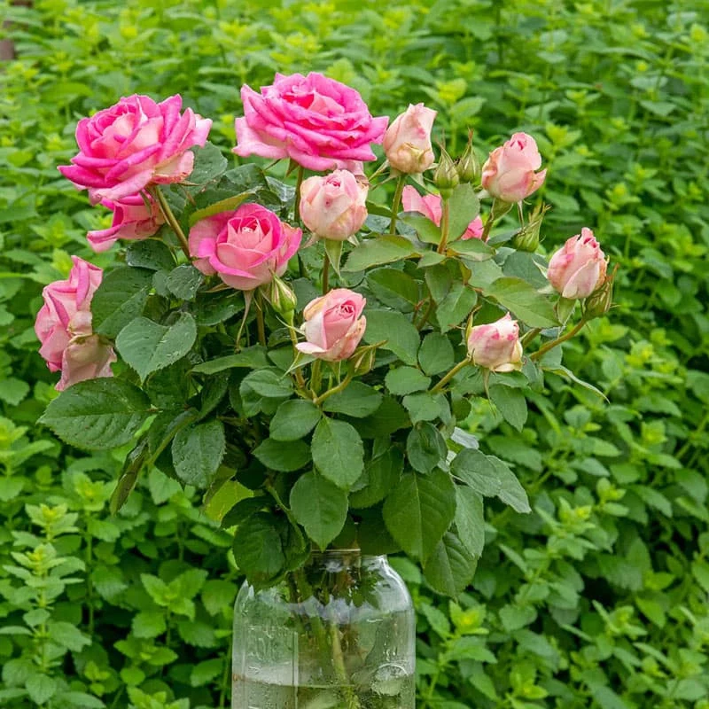 Painted Porcelain Hybrid Tea Rose - Image 2