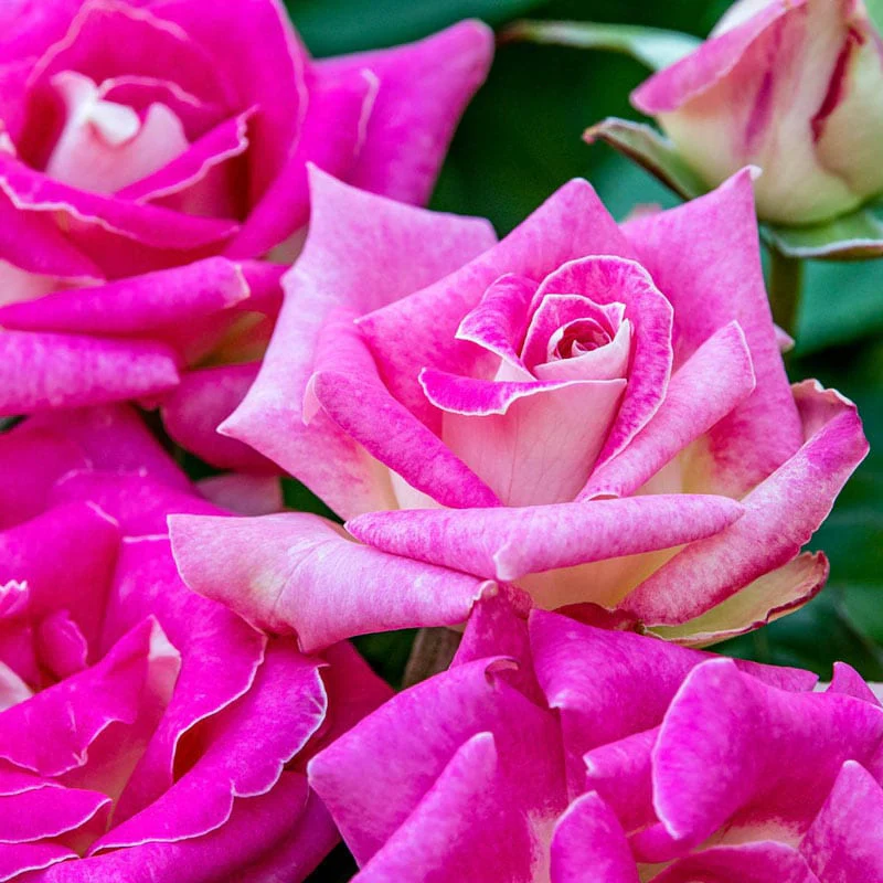 Painted Porcelain Hybrid Tea Rose - Image 3