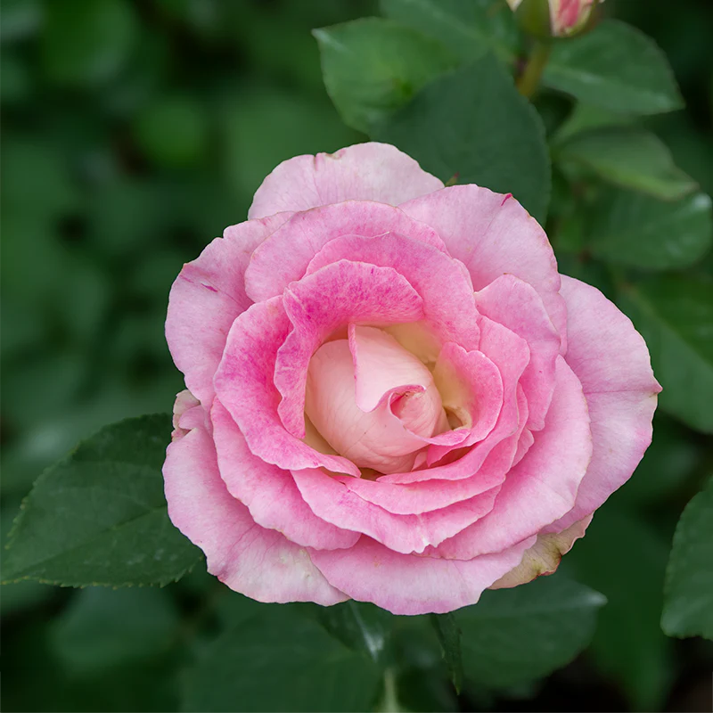 Painted Porcelain Hybrid Tea Rose - Image 6