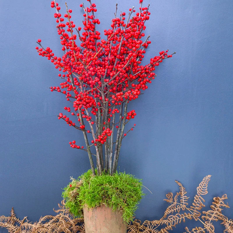 Winter Red Winterberry Shrub