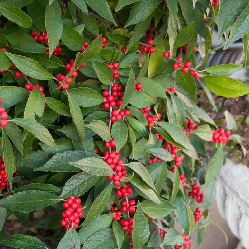 Winter Red Winterberry Shrub - Image 2