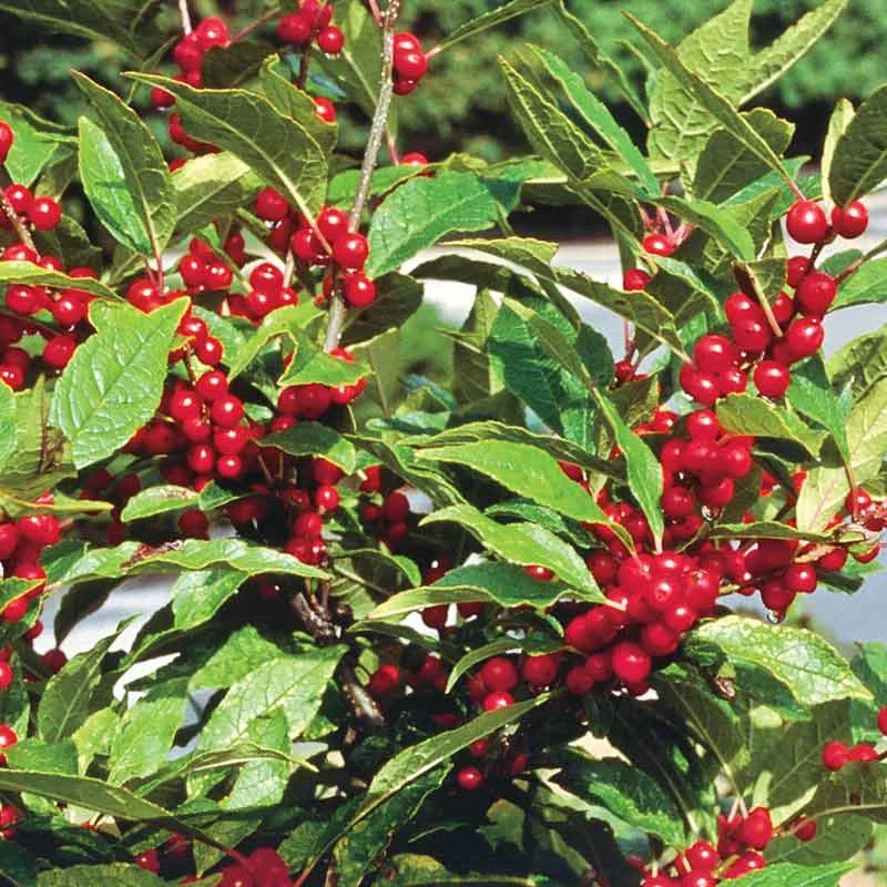 Winter Red Winterberry Shrub - Image 3