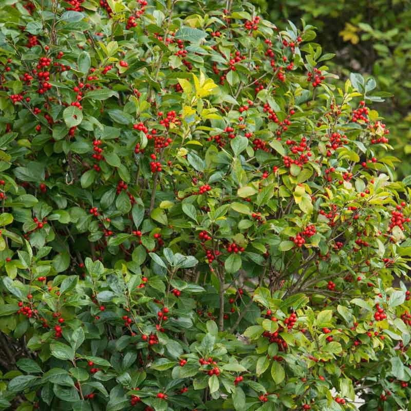Winter Red Winterberry Shrub - Image 4