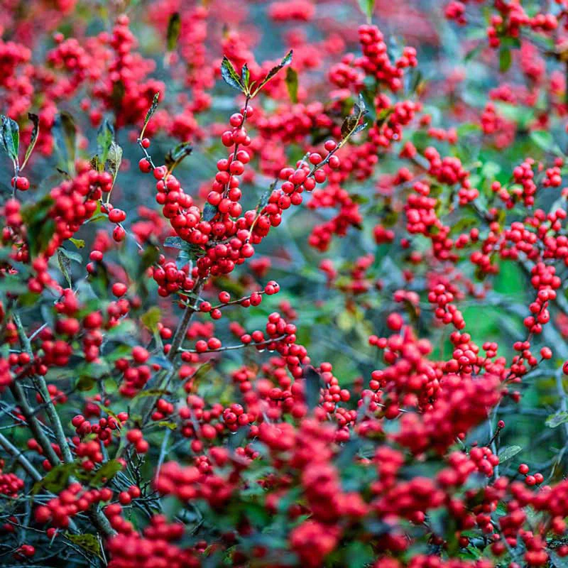 Winter Red Winterberry Shrub - Image 5