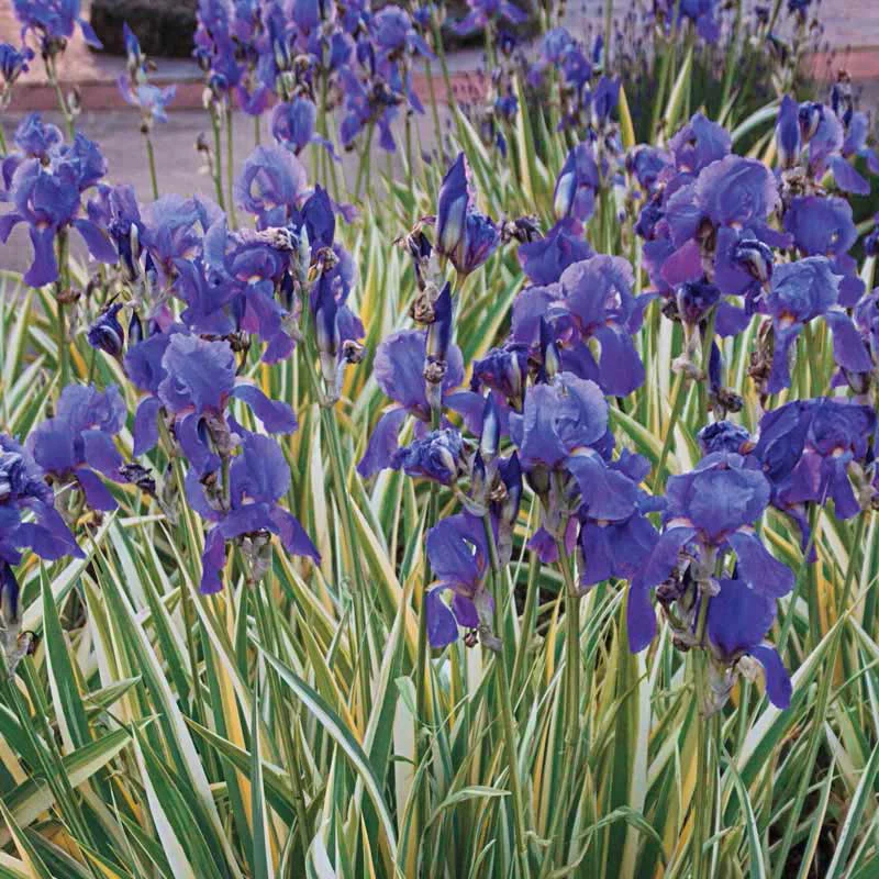 Pallida Variegated Silver Iris