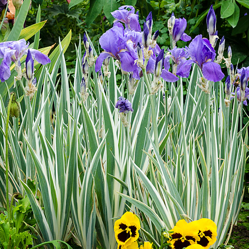 Pallida Variegated Silver Iris - Image 2