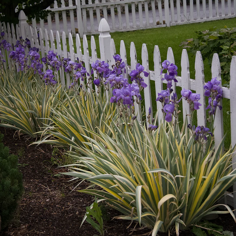 Pallida Variegata Gold Bearded Iris - Image 2