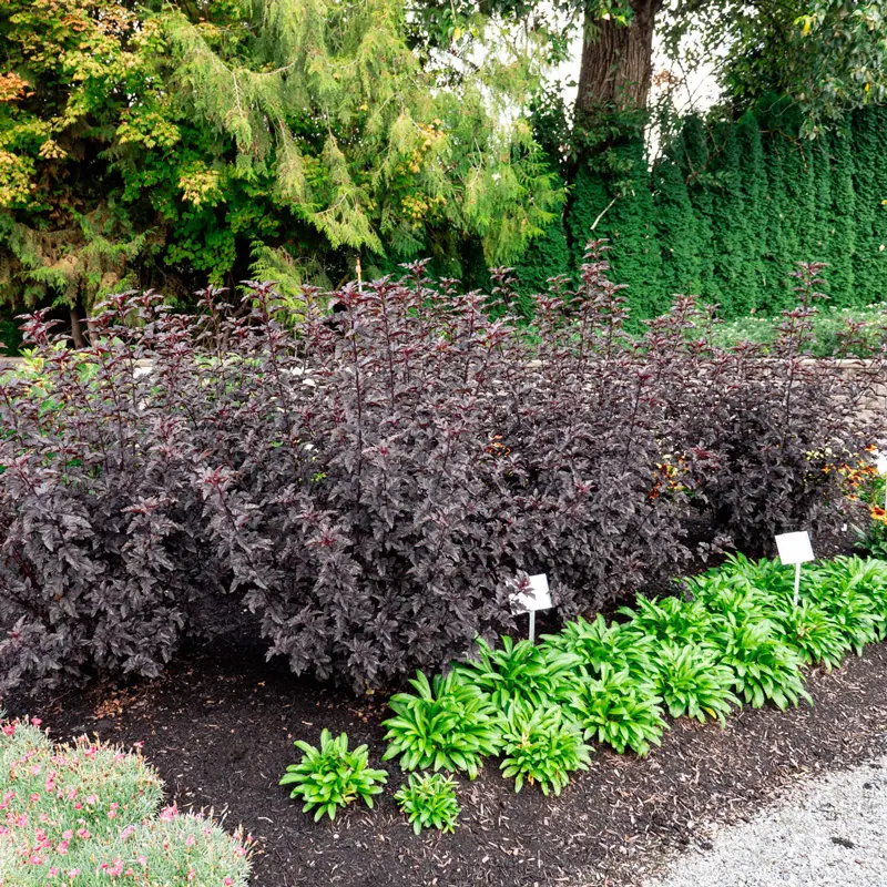 Panther® Ninebark - Image 3