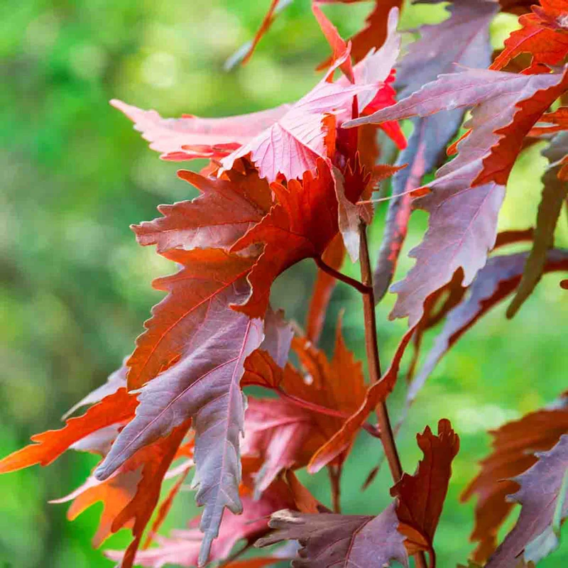 Paperbark Maple - Image 2