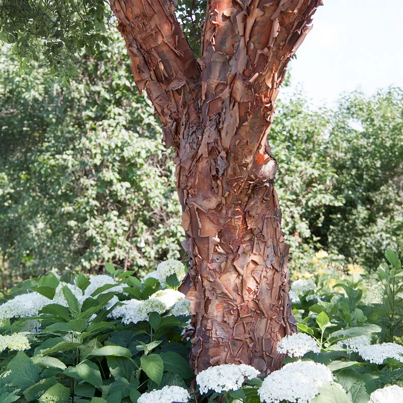 Paperbark Maple - Image 3