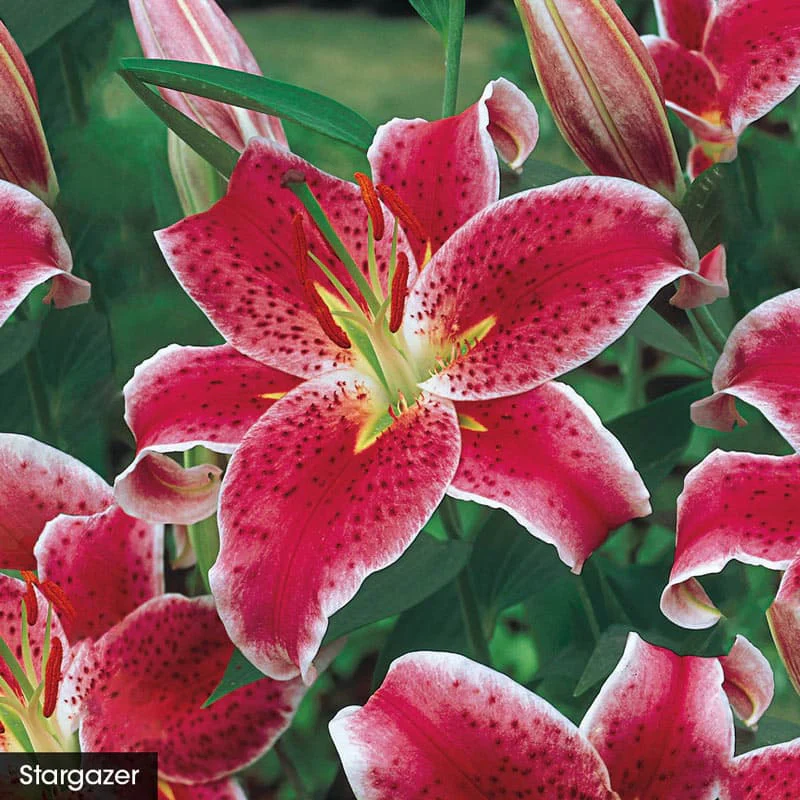 Parfum De Bloom™ Fragrant Lily Collection - Image 2