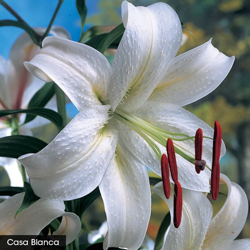 Parfum De Bloom™ Fragrant Lily Collection - Image 3