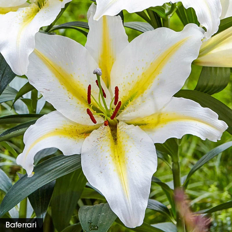 Parfum De Bloom™ Fragrant Lily Collection - Image 4