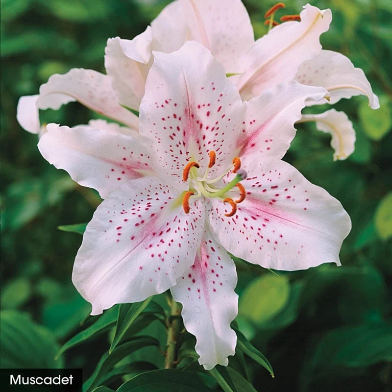 Parfum De Bloom™ Fragrant Lily Collection - Image 5